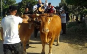 L’Unione Sarda: lunedì 03 Giugno  – Domani ad Aggius “Stazzi e Cussogghj-Primavera in Gallura 2016”